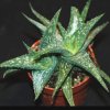 Aloe desconsii-art301